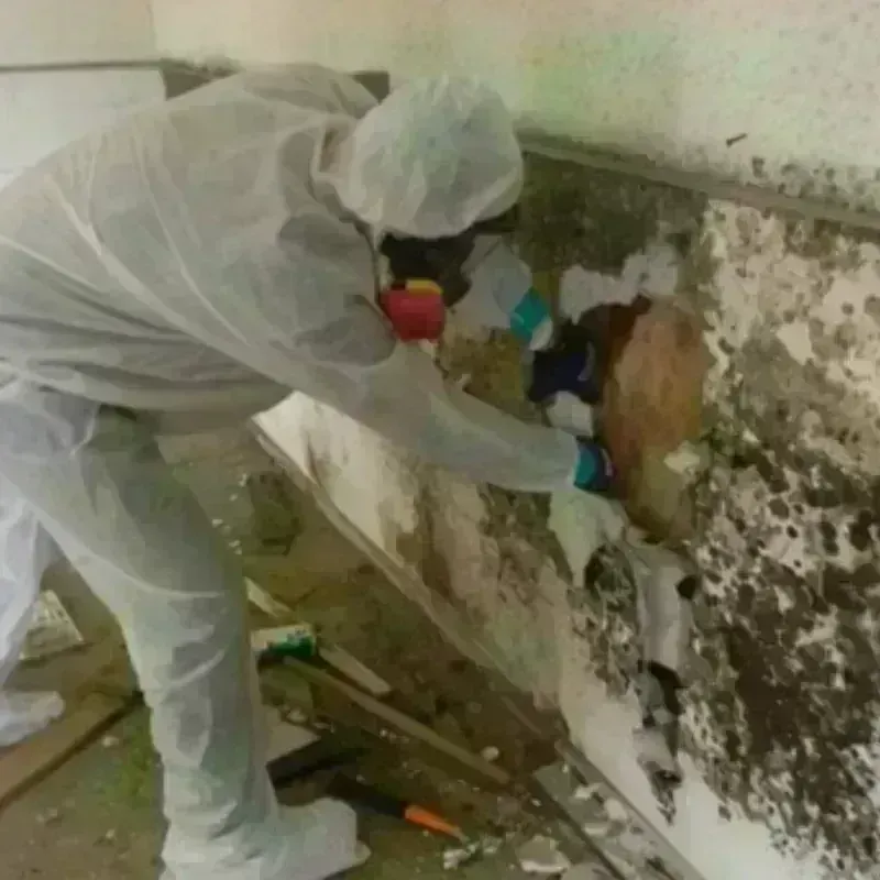 Mold Remediation and Removal in Newberry, SC